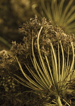 Carrot, Daucus carota 'Egmont Gold'.