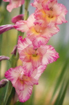 Gladiolus.