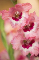 Gladiolus.