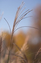 Miscanthus, Chinese SIlver Grass, Miscanthus.