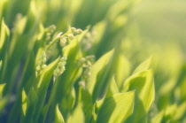 Lily-of-the-valley, Convallaria majalis.