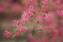 Chinesewitchhazel, Loropetalum chinense 'rubrum'.