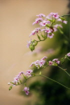 Orchid, Calanthe.