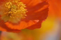 Poppy, Papaver nudicaule, Icelandic poppy, Papaver croceum.