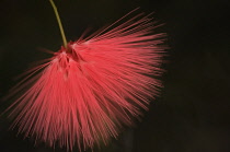 Powder-pufftree, Calliandra haematocephala.