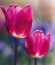 Tulip, Tulipa.