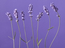 Lavender, Lavandula augustifolia.