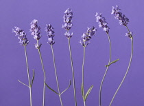 Lavender, Lavandula augustifolia.