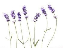 Lavender, Lavandula augustifolia.