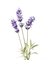 Lavender, Lavandula augustifolia.