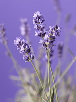 Lavender, Lavandula augustifolia.