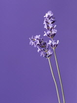 Lavender, Lavandula augustifolia.