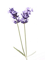 Lavender, Lavandula augustifolia.