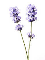 Lavender, Lavandula augustifolia.