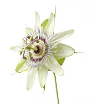 Passion flower, Passiflora caerulea.