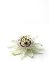 Passion flower, Passiflora caerulea.