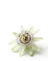 Passion flower, Passiflora caerulea.