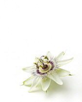 Passion flower, Passiflora caerulea.