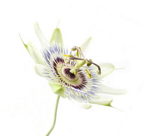 Passion flower, Passiflora caerulea.