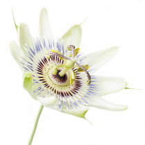 Passion flower, Passiflora caerulea.