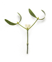 Mistletoe, Viscum album.