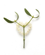 Mistletoe, Viscum album.