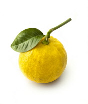 Bergamot, Citrus, Citrus bergamia.