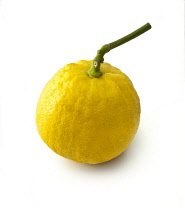 Bergamot, Citrus, Citrus bergamia.