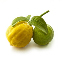 Bergamot, Citrus, Citrus bergamia.