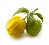 Bergamot, Citrus, Citrus bergamia.