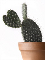 Cactus.