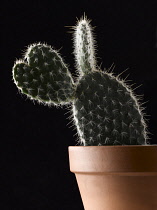 Cactus.