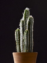 Cactus.