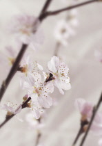 Almond, Prunus dulcis.