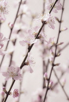 Almond, Prunus dulcis.