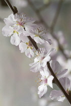 Almond, Prunus dulcis.