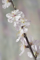 Almond, Prunus dulcis.