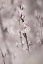 Almond, Prunus dulcis.