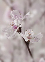 Almond, Prunus dulcis.