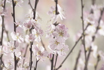 Almond, Prunus dulcis.