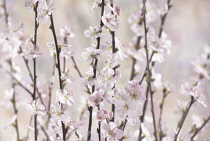 Almond, Prunus dulcis.