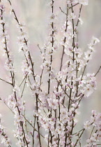 Almond, Prunus dulcis.