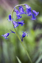 Bluebell, English bluebell, Hyacinthoides non-scripta.
