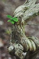 Honeysuckle, Lonicera periclymenum.