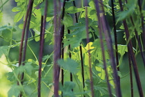 CanaryCreeper, Trapaeolum peregrinum.