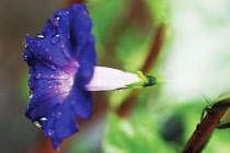 Morning Glory, Ipomoea.