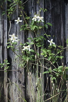 Clematis, Clematis montana.