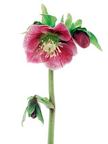 Hellebore, Helleborus hybridus.