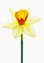 Daffodil, Narcissus 'Salome'.