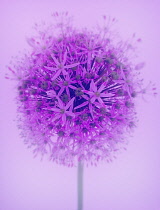 Allium, Allium aflatunense.